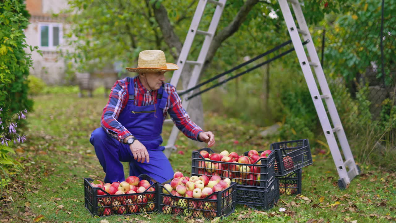 Fresh fruits in drawers in autumn time. Farmer sorting ripe apples in the garden. Harvesting delicious apples. Boxes with juicy fruit outdoors.