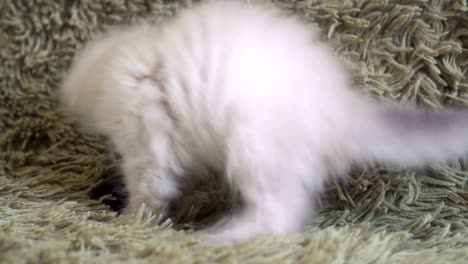 playful kitten laying on a floor playing with a mouse toy