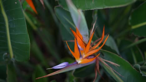 vibrant bird of paradise flower amidst green foliage