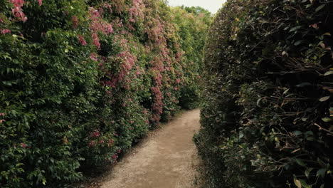 outdoor garden maze - walking inside labyrinth with green hedge walls