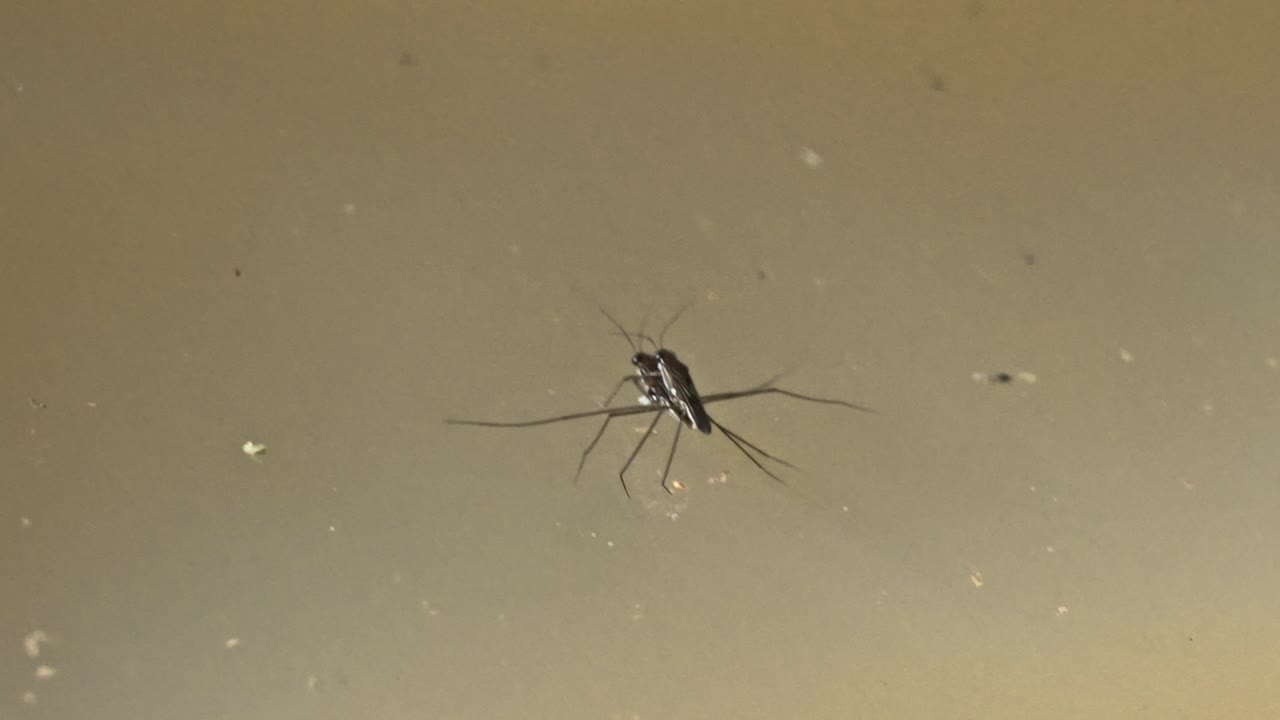 Water strider insect gliding on a calm water surface in the Peruvian Amazon rainforest