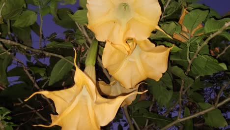 large yellow angel trumpet flowers bloom beneath rich green foliage, softly illuminated as twilight sets in, creating a tranquil botanical scene at sunset.