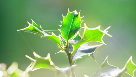 Nahaufnahmevideo,-Das-Einen-Wunderschönen-Stechpalmenstrauch-Zeigt,-Im-Gegenlicht-Der-Morgensonne,-Mit-Leuchtenden-Grünen-Blättern-Und-Roten-Weihnachtsbeeren,-Die-Im-Tau-Glitzern