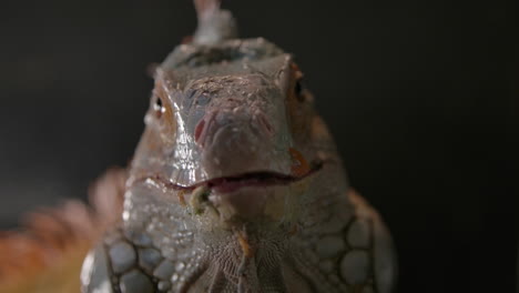 green iguana close up amazing animal