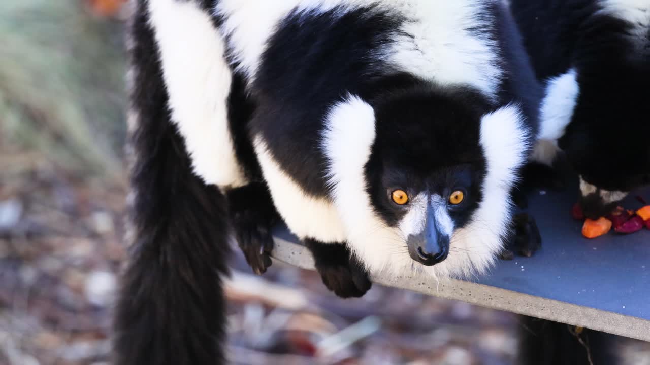 Lemurs eating at Melbourne Zoo