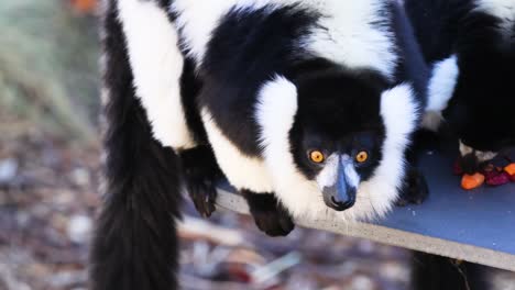 lemurs eating at melbourne zoo