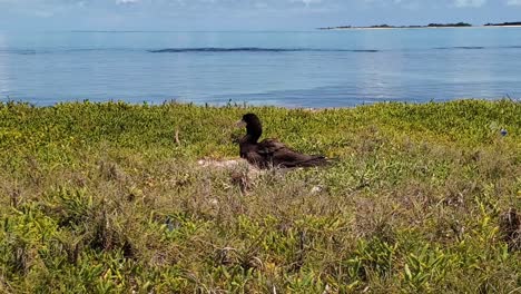 brown booby, adult take care nest, sula leucogaster at cayo de agua caribbean island