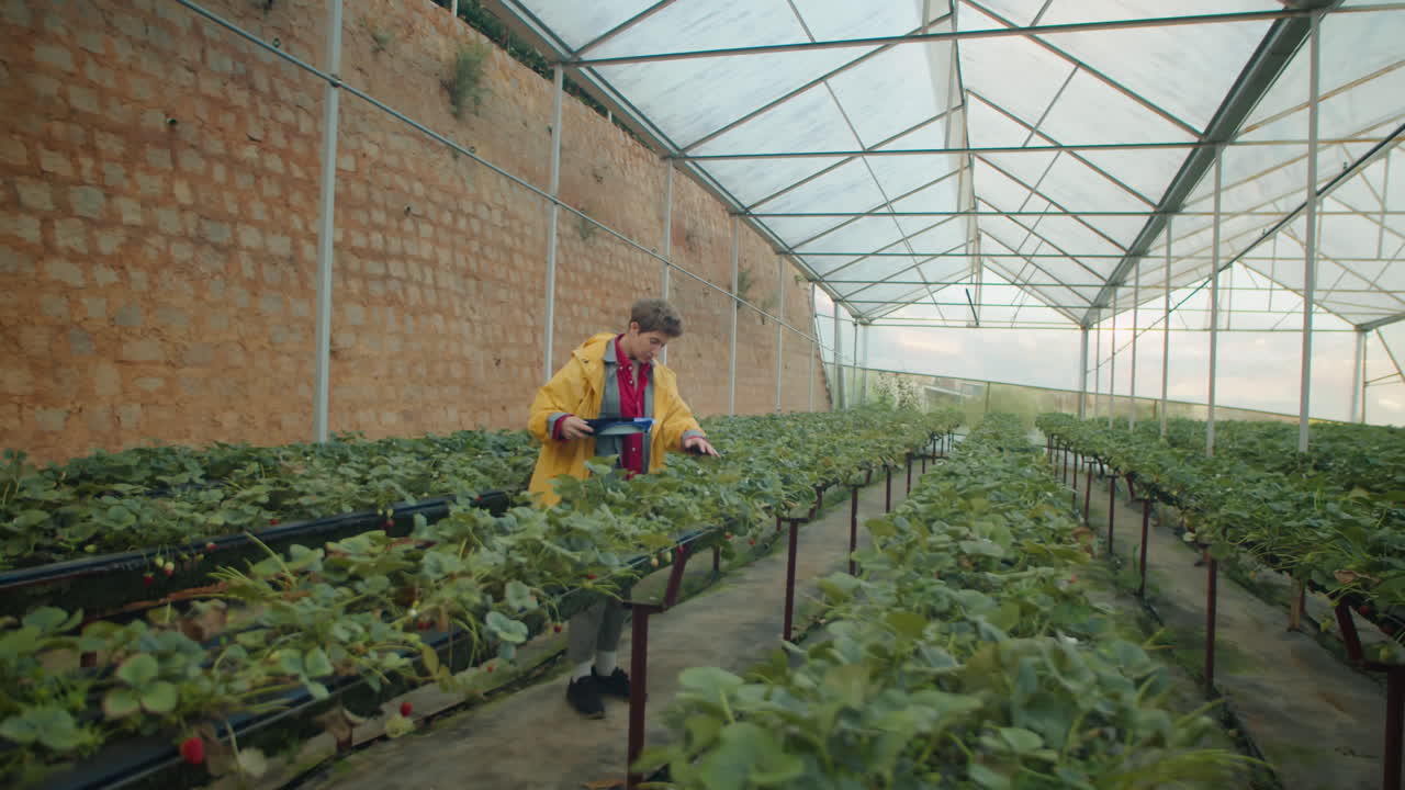 Female Berry Pickers Working Together in Greenhouse Farm