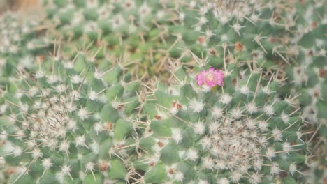 beautiful pink cactus flower seat golden ball cactus california barrel cactus in family cactaceae beautiful pink cactus flower seat golden ball cactus california barrel cactus in family cactaceae caryophyllales and is endemic to eastcentral mexico