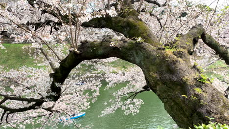 flores de cerezo rosas y gente navegando en botes en el foso del palacio imperial en el parque chidorigafuchi