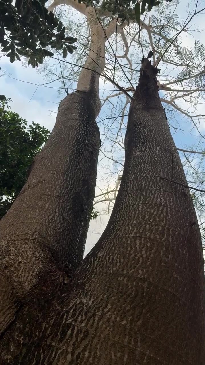 Vista en ángulo bajo de un tronco de árbol grande y bifurcado contra el cielo