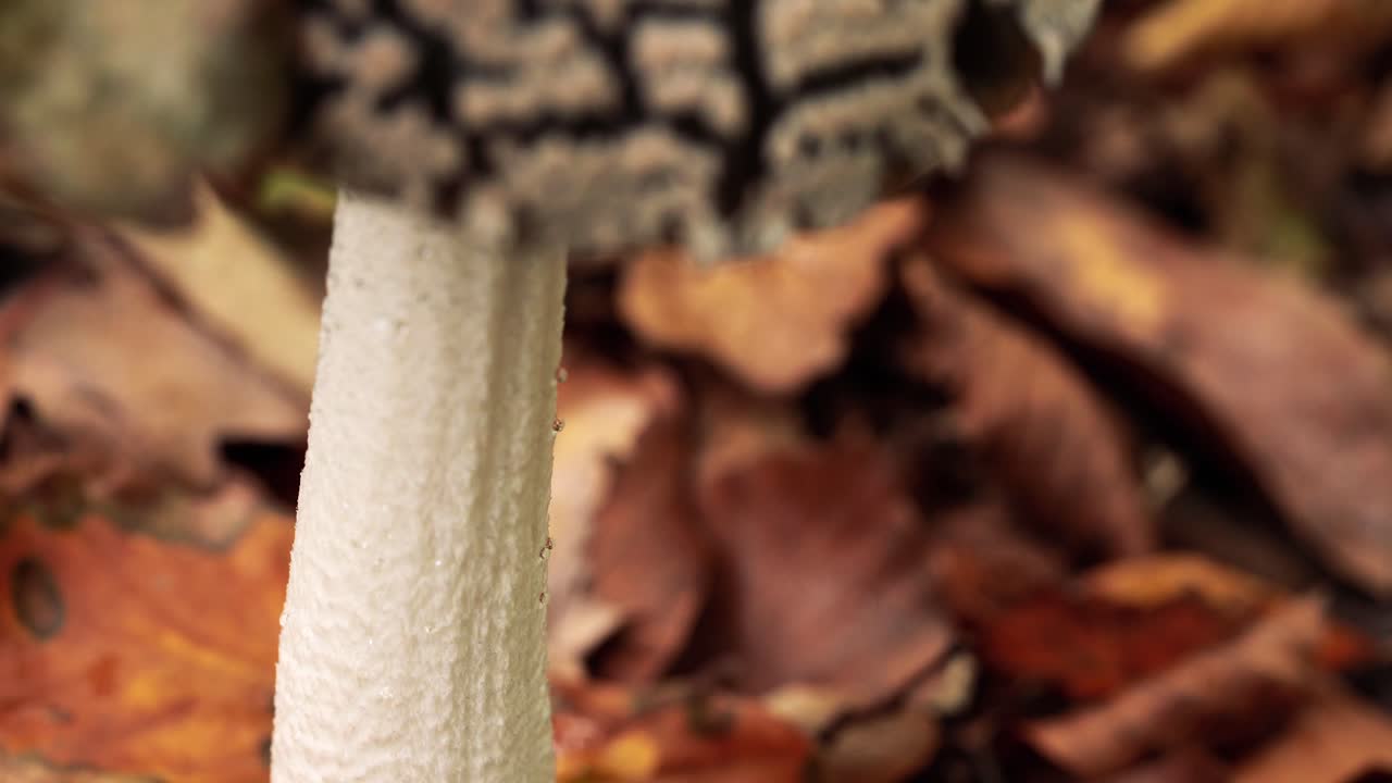 zoom de 4k hacia el secado de hongos desde una perspectiva macro