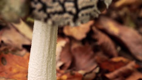 4k-zoom-towards-drying-mushroom-from-a-macro-perspective