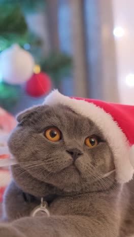 A Gray Purebred Cat with Big Eyes Sits in a Santa Hat on a Christmas Background a Gray Purebred Cat with Big Eyes Sits in a Santa Hat on a Christmas Background New Years Mood Funny Pets