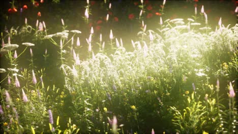 Wildblumen-Auf-Dem-Feld