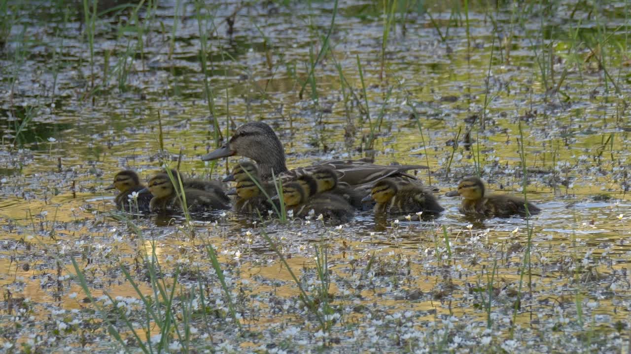 el pato madre y su hermosa bandada de bebés nadando en el agua con flores