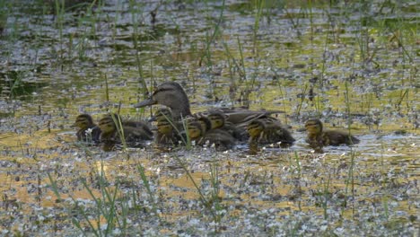 Mother-duck-and-her-beautiful-flock-of-babies-swimming-on-the-water-with-flowers