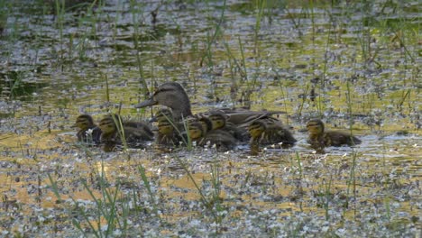 mother duck and her beautiful flock of babies swimming on the water with flowers