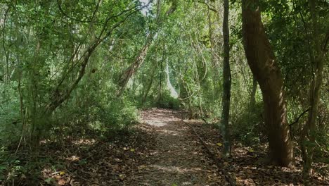 walking on trail in panama city metropolitan natural park