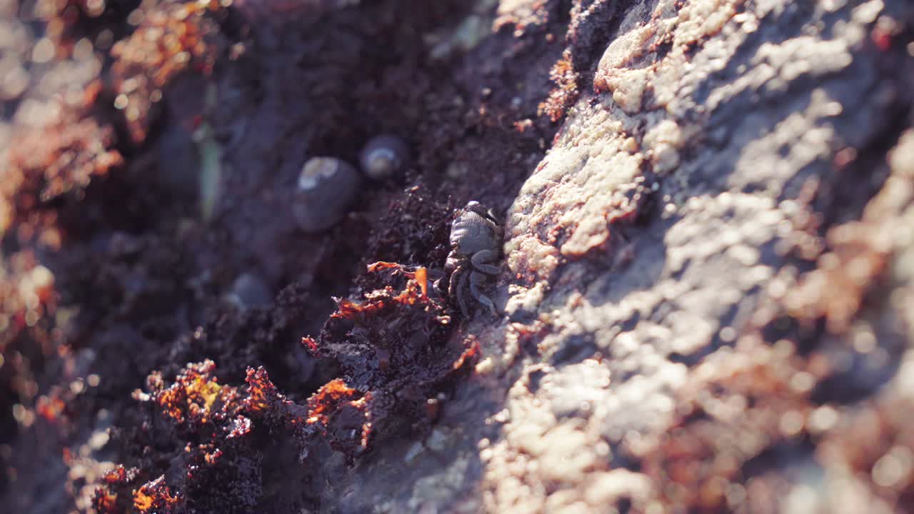 cangrejo pequeño aferrado a la roca bajo la luz del sol en una piscina de marea
