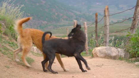 two dogs playing and doing a friendly fight at the edge of suspension bridge at punakha bhutan