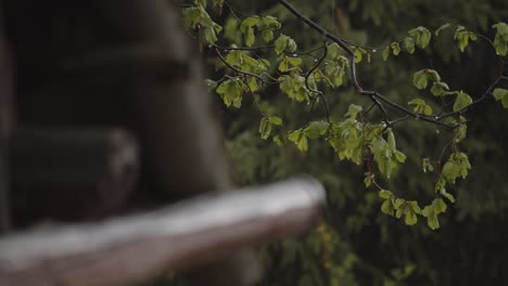 view at green tree from a wooden barn during rain