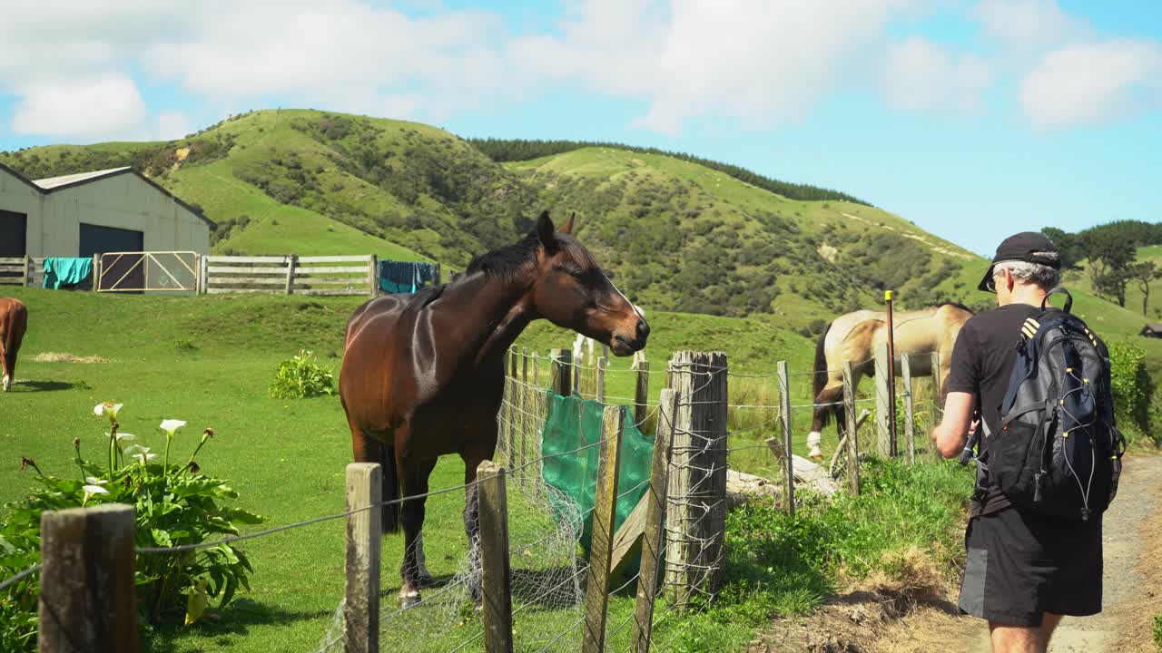 el anciano alimenta al caballo con hierba fresca en la colina de paekakariki, isla del norte, nueva zelanda