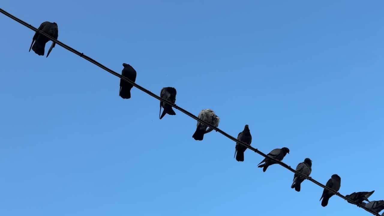 escena de una bandada de palomas sentadas en la parte superior del cable eléctrico