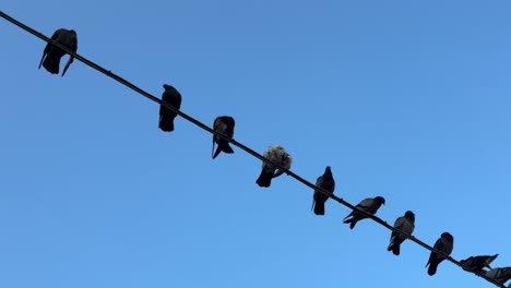 Escena-De-Una-Bandada-De-Palomas-Sentadas-Encima-Del-Cable-Eléctrico