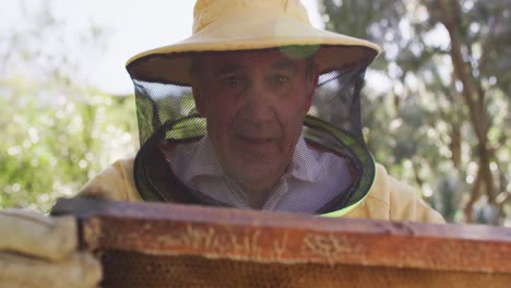 caucasian male beekeeper in protective clothing inspecting honeycomb frame from a beehive