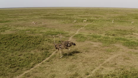 two ostriches and a herd of gazelles grazing grass in the background, serengeti national park, tanzania