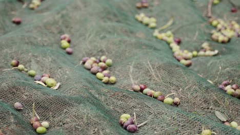 Olives-fall-on-the-net-during-harvesting,-slow-motion