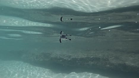 Tortuga-Bebé-Exhausta-Nadando-Lentamente-Cerca-De-La-Superficie-Del-Agua-Clara