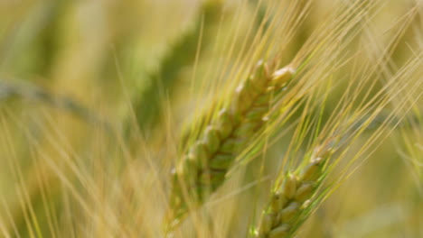 Makroaufnahme-Von-Gerstenähren-Mit-Zarten,-Im-Wind-Wehenden-Strängen,-Die-Die-Feinen-Details-Und-Leuchtenden-Farben-Des-Korns-Hervorheben