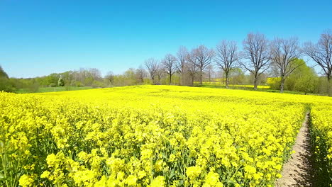 Langsamer-Drohnenflug-über-Einem-Feld-Mit-Gelbem-Raps