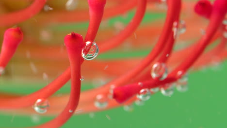 pincushion protea underwater with bubbles