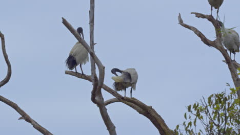 some australian white ibis in a tree, preening