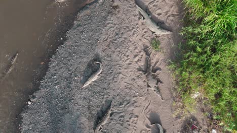 Drone-Shot-of-Crocodiles-By-River