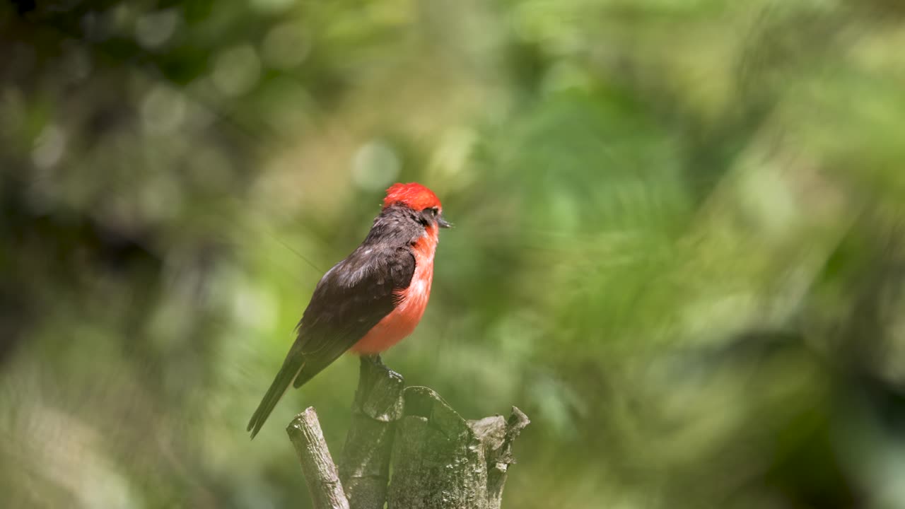 Vermilion Flycatcher Taking Off from Branch in Countryside (Slow Motion)