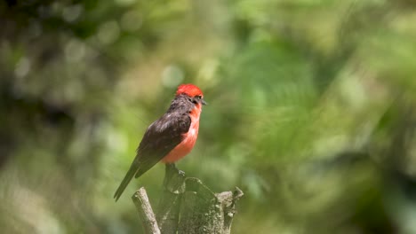 vermilion flycatcher taking off from branch in countryside (slow motion)