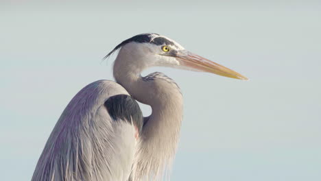 great blue heron closeup with ocean water in the background