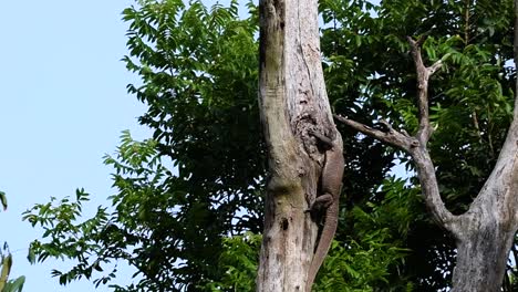 the clouded monitor lizard is found in thailand and other countries in asia