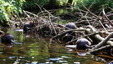beavers constructing a dam in a forest stream