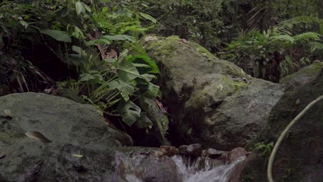 Strom-Läuft-Schnell-Im-Tropischen-Regenwald