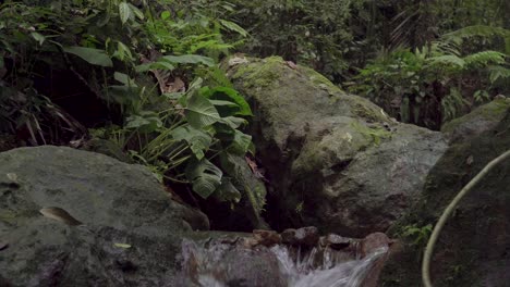 arroyo corriendo rápido en la selva tropical