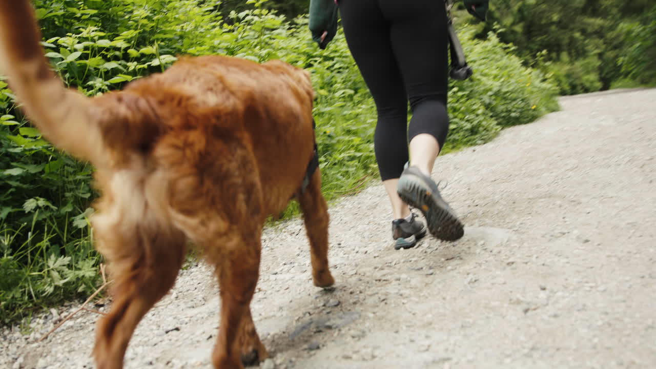Golden Retriever Puppy walking on a trail alongside his owner