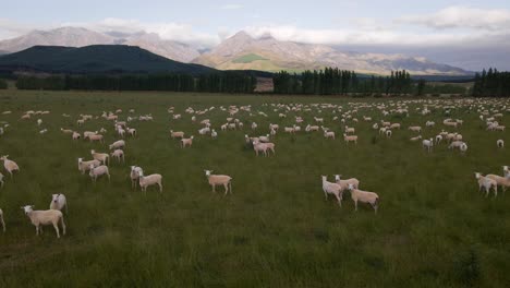 Static-wide-angle-view-of-large-flock-of-curious-sheep-grazing-in-front-of-massive-mountain-range