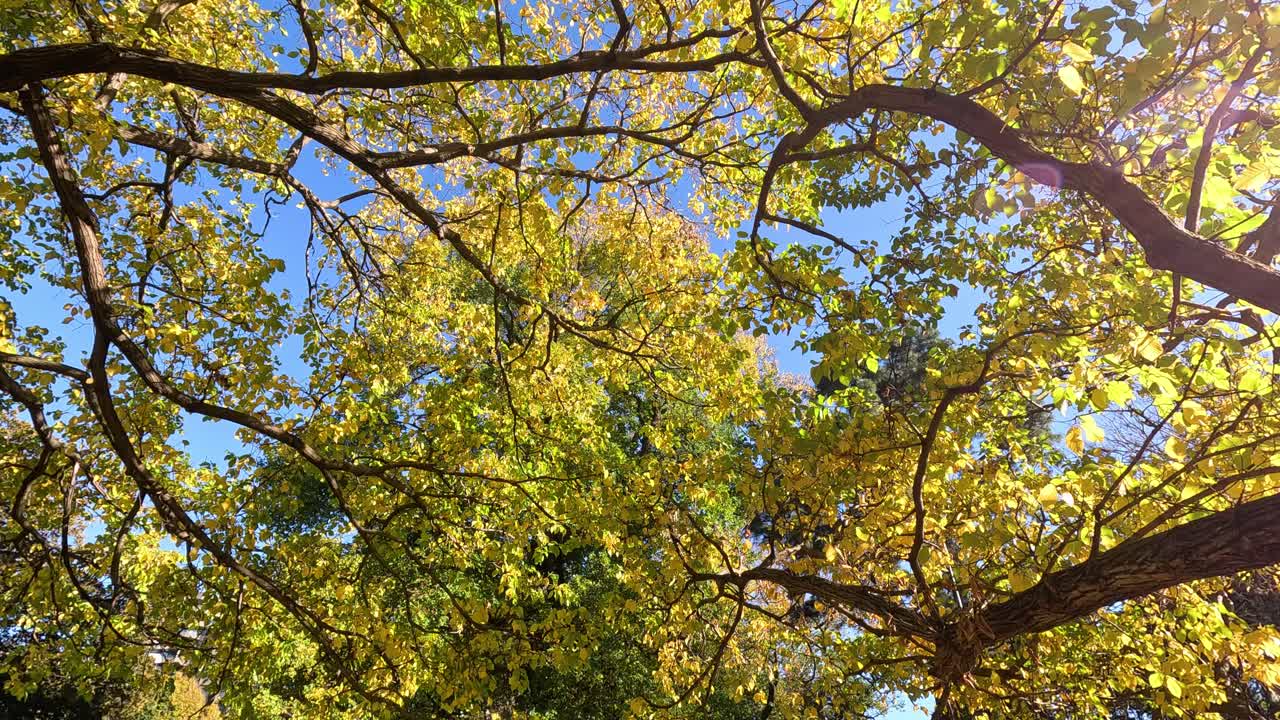 ramas y hojas de árboles en el parque de melbourne