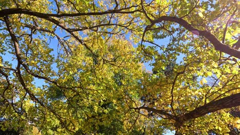 tree branches and leaves in melbourne park