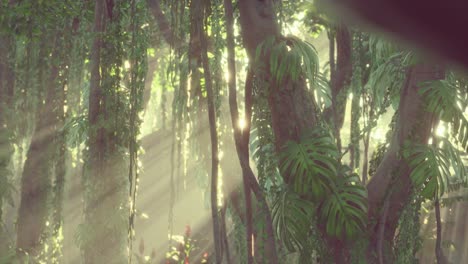 deep tropical jungle rainforest in fog